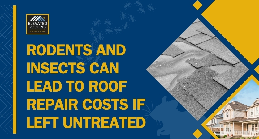 Roof Repairs and Costs - Rodents and Insects Can Lead to Roof Repair - Elevated Roofing