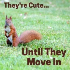 Squirrels in Attic Roof Repair | Elevated Roofing | Frisco, TX